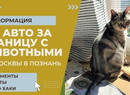 Как перевозить питомцев в машине - правила безопасности